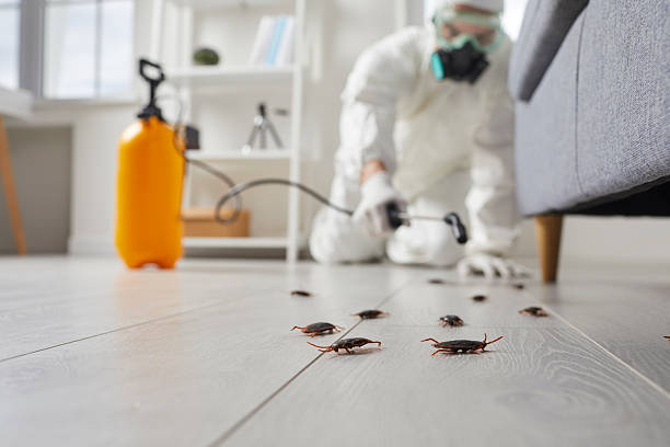 Commercial Kitchen Cockroach Control in Sanford